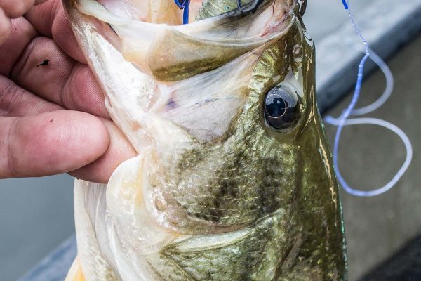 peche black bass chatterbait