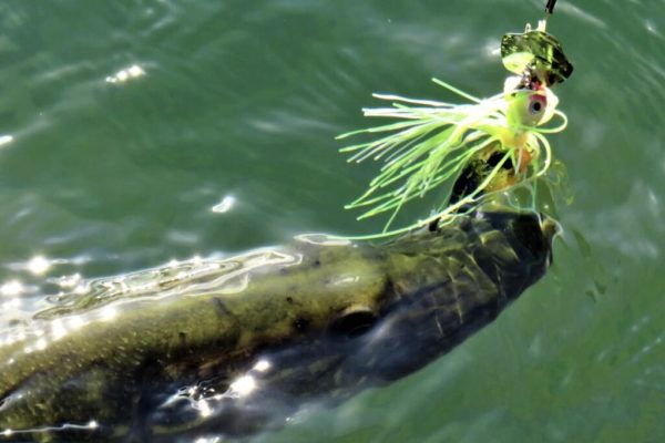peche brochet chatterbait